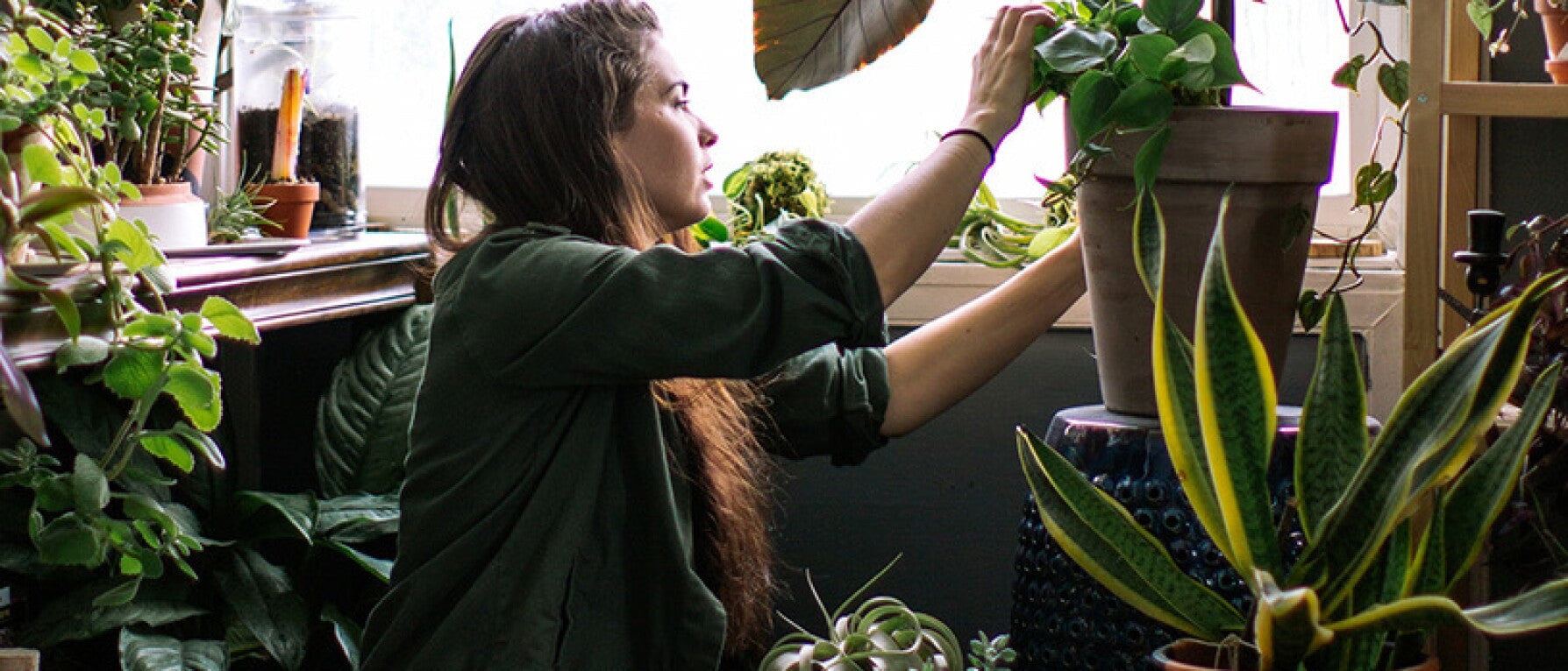 Mind-Body Benefits of Houseplants: 5 Plants That Don’t Require a Green Thumb